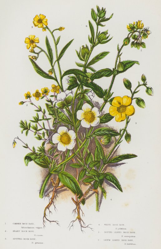 Flowering Plants of Great Britain: Common Rock-Rose, Hoary Rock-Rose, Spotted Rock-Rose, White Rock-Rose, Dotted Leaved Rock-Rose, Ledum Leaved Rock-Rose (colour litho) 作者 英语学校