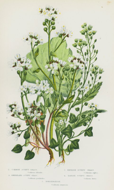 Flowering Plants of Great Britain: Common Scurvy Grass, Greenland Scurvy Grass, English Scurvy Grass, Danish Scurvy Grass, Horseradish (colour litho) 作者 英语学校