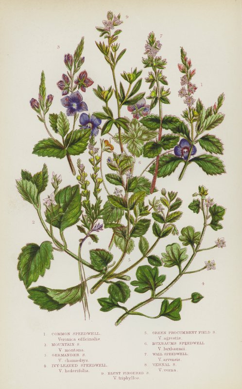 英国的开花植物：普通 Speedwell、Mountain Speedwell、Germander Speedwell、常春藤叶 Speedwell、Green Procumbent Field Speedwell、Buxbaums Speedwell、Wall Speedwell、Vernal Speedwell、Blunt Fingered Speedwell（彩色石印） 作者 英语学校