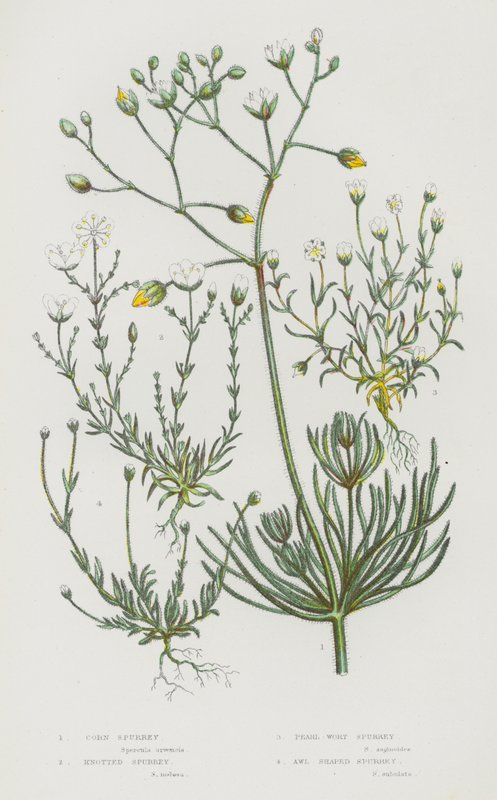 Flowering Plants of Great Britain: Corn Spurrey, Knotted Spurrey, Pearl-Wort Spurrey, Awl Shaped Spurrey (colour litho) 作者 英语学校
