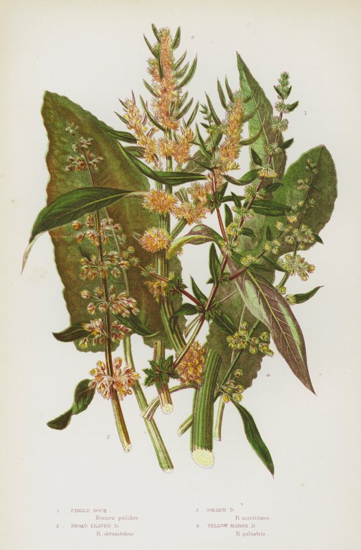 Flowering Plants of Great Britain: Fiddle Dock, Broad Leaved Dock, Golden Dock, Yellow Marsh Dock (colour litho) 作者 英语学校