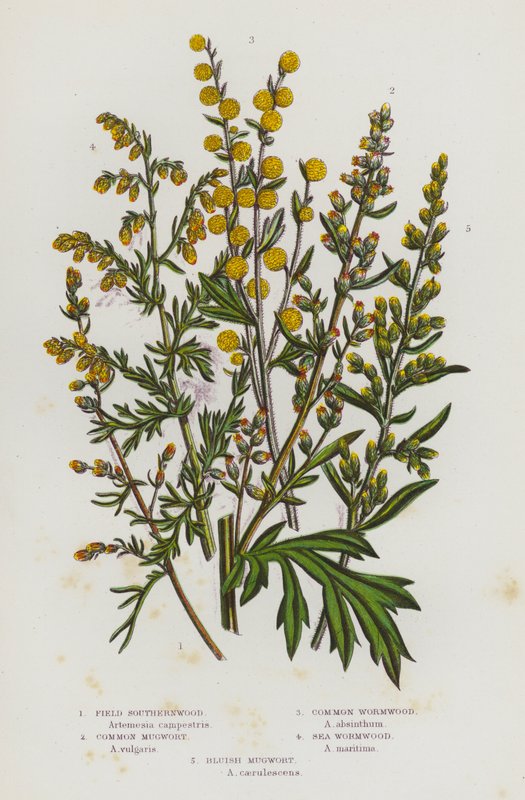 Flowering Plants of Great Britain: Field Southernwood, Common Mugwort, Common Wormwood, Sea Wormwood, Bluish Mugwort (colour litho) 作者 英语学校