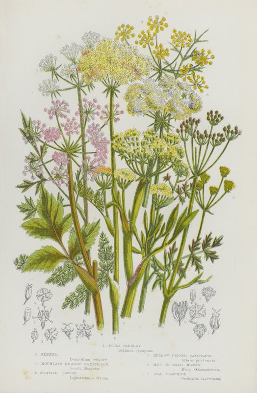 英国的开花植物：愚人香芹、茴香、山地草甸虎耳草、苏格兰独叶草、草甸胡椒虎耳草、Meu 或秃头金钱草、海樟（彩色石版画） 作者 英语学校