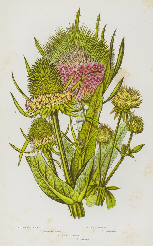 Flowering Plants of Great Britain: Fullers Teasel, Wild Teasel, Small Teasel (colour litho) 作者 英语学校