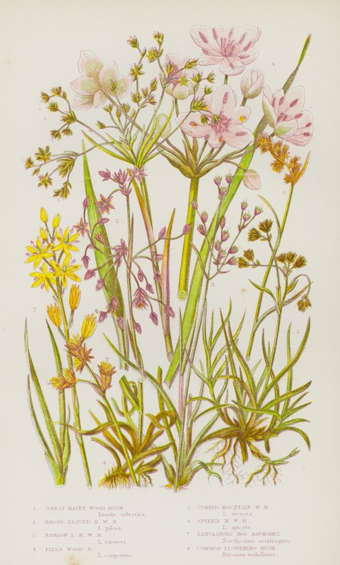 Flowering Plants of Great Britain: Great Hairy Wood Rush, Broad Leaved Hairy Wood Rush, Narrow Leaved Hairy Wood Rush, Field Wood Rush, Curved Mountain Wood Rush, Spiked Mountain Wood Rush, Lancashire Bog Asphodel, Common Flowering Rush (colour litho) 作者 英语学校
