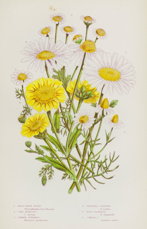 Flowering Plants of Great Britain: Great White Ox-Eye, Corn Marigold, Common Feverfew, Scentless Mayweed, Wild Chamomile, Common Chamomile (colour litho) 作者 英语学校