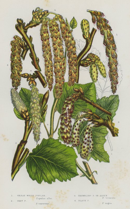 Flowering Plants of Great Britain: Great White Poplar, Grey Poplar, Trembling Poplar or Aspen, Black Poplar (colour litho) 作者 英语学校