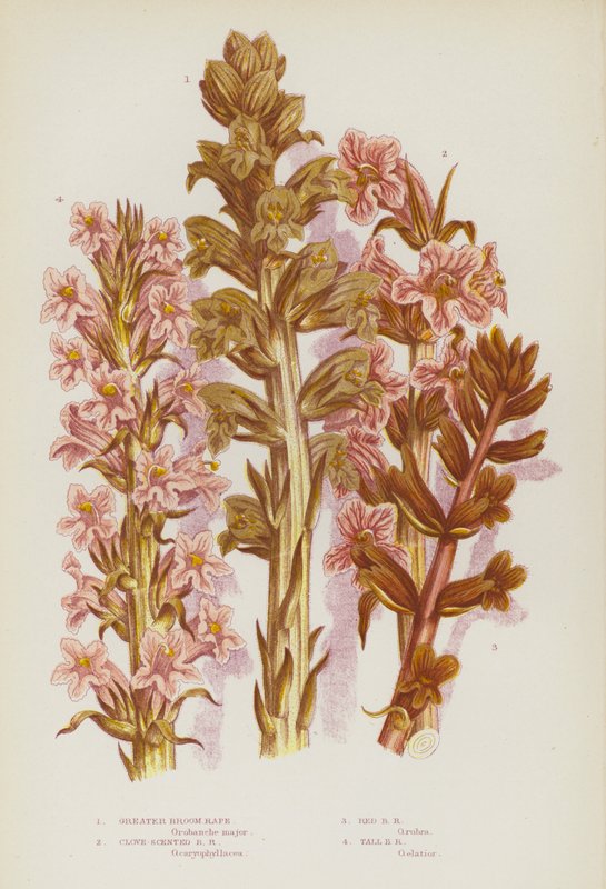 大不列颠的开花植物：大扫帚菜、丁香扫帚菜、红扫帚菜、高扫帚菜（彩色石印版） 作者 英语学校
