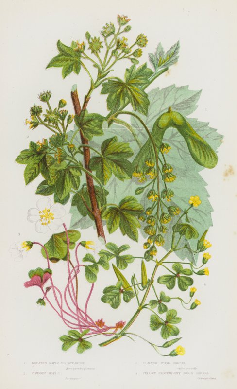 Flowering Plants of Great Britain: Greater Maple or Sycamore, Common Maple, Common Wood Sorrel, Yellow Procumbent Wood Sorrel (colour litho) 作者 英语学校