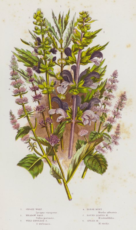 大不列颠的开花植物：茜草、草甸鼠尾草、英国野鼠尾草、马薄荷、圆叶薄荷、矛薄荷（彩色石印版） 作者 英语学校