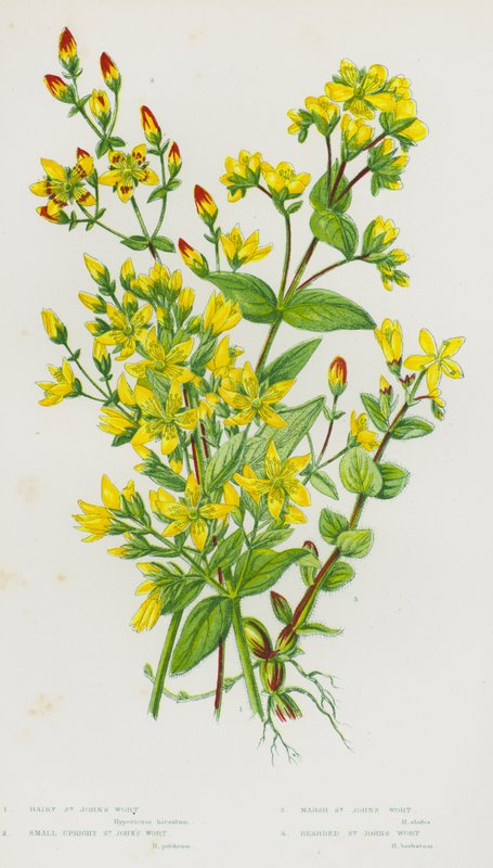 Flowering Plants of Great Britain: Hairy St John