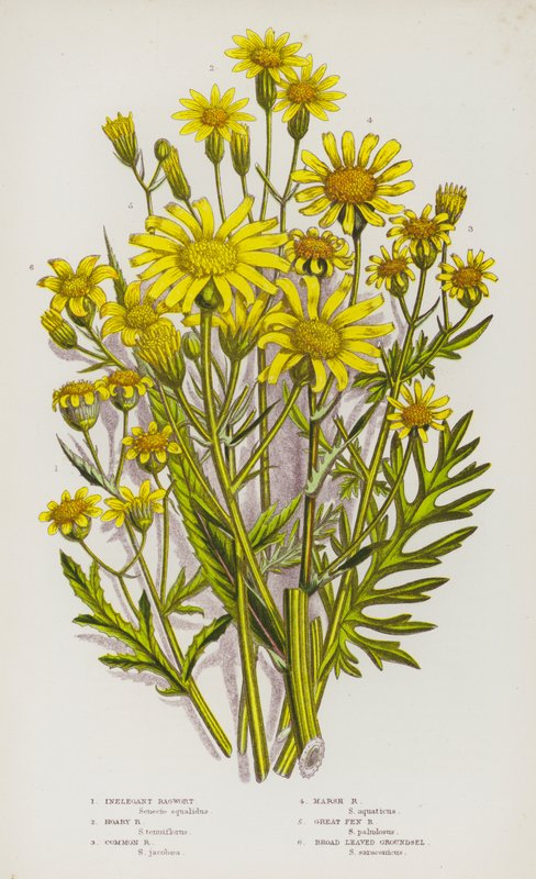 大不列颠的开花植物： Inlegant Ragwort, Hoary Ragwort, Common Ragwort, Marsh Ragwort, Great Fen Ragwort, Broad Leaved Groundsel (colorlitho) 作者 英语学校