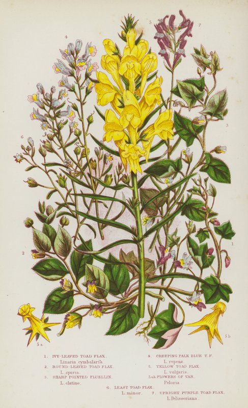 大不列颠的开花植物：常春藤叶蟾蜍亚麻、圆叶蟾蜍亚麻、尖叶蟾蜍亚麻、匍匐淡蓝色蟾蜍亚麻、黄色蟾蜍亚麻、Var 的花、最小蟾蜍亚麻、直立紫色蟾蜍亚麻（彩色石版画） 作者 英语学校