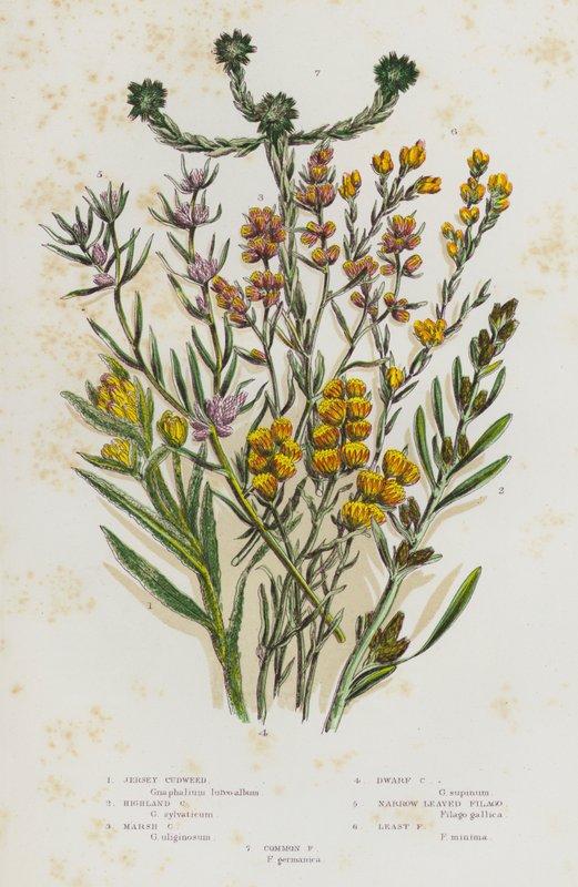 Flowering Plants of Great Britain: Jersey Cudweed, Highland Cudweed, Marsh Cudweed, Dwarf Cudweed, Narrow Leaved Filago, Least Filago, Common Filago (colour litho) 作者 英语学校