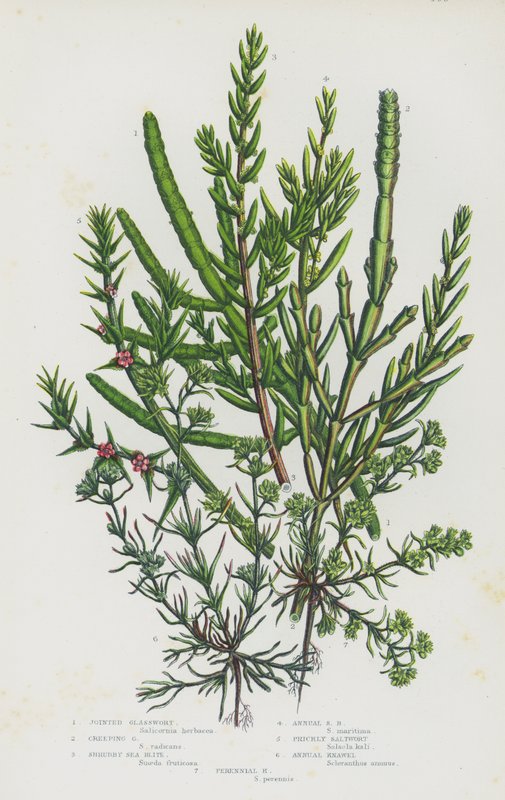 Flowering Plants of Great Britain: Joined Glasswort, Creeping Glasswort, Shrubby Sea Blite, Annual Sea Blite, Prickly Saltwort, Annual Knawel, Perennial Knawel (colour litho) 作者 英语学校