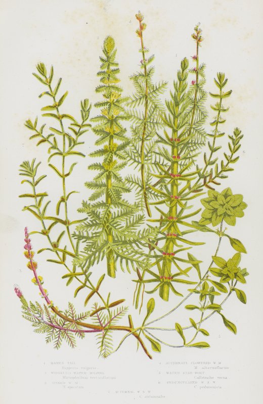 英国的开花植物： Mares Tall、Whorled Water Milfoil、Spiked Water Milfoil、Alternate Flowered Water Milfoil、Water Star-Wort、Pedunculated Water Star Wort、Autumnal Water Sort Wort（彩色石版画） 作者 英语学校
