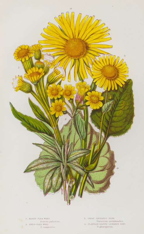 英国的开花植物：沼泽跳蚤草、田间跳蚤草、大豹的祸根、车前草叶豹的祸根（彩色石版画） 作者 英语学校