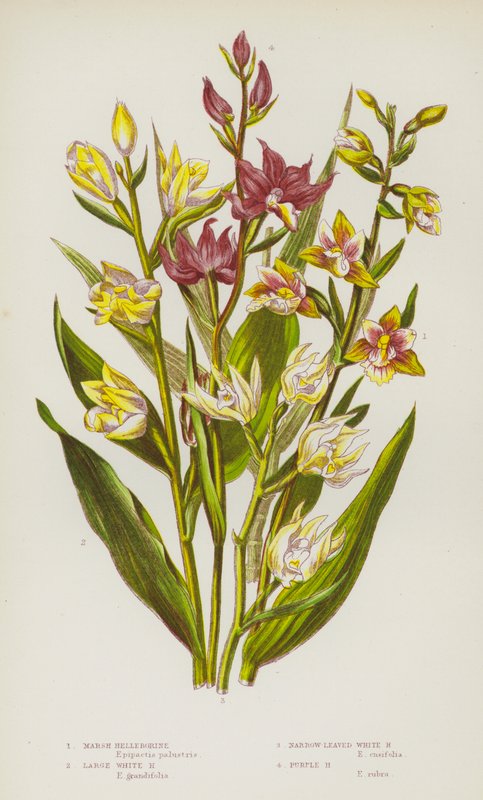 英国的开花植物：沼泽藜芦、大白藜芦、窄叶白藜芦、紫色藜芦（彩色石版画） 作者 英语学校