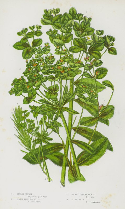 Flowering Plants of Great Britain: Marsh Spurge, Coral Like Hairy Spurge, Leafy Branched Spurge, Cypress Spurge (colour litho) 作者 英语学校