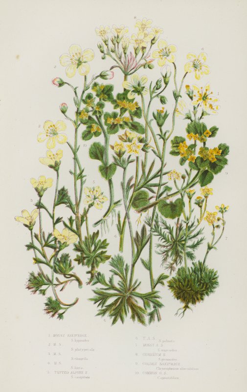 英国的开花植物：苔藓虎耳草，苔藓虎耳草，苔藓虎耳草，苔藓虎耳草，簇生高山虎耳草，簇生高山虎耳草，苔藓高山虎耳草，天竺葵虎耳草，金虎耳草，普通金虎耳草（彩色石印） 作者 英语学校