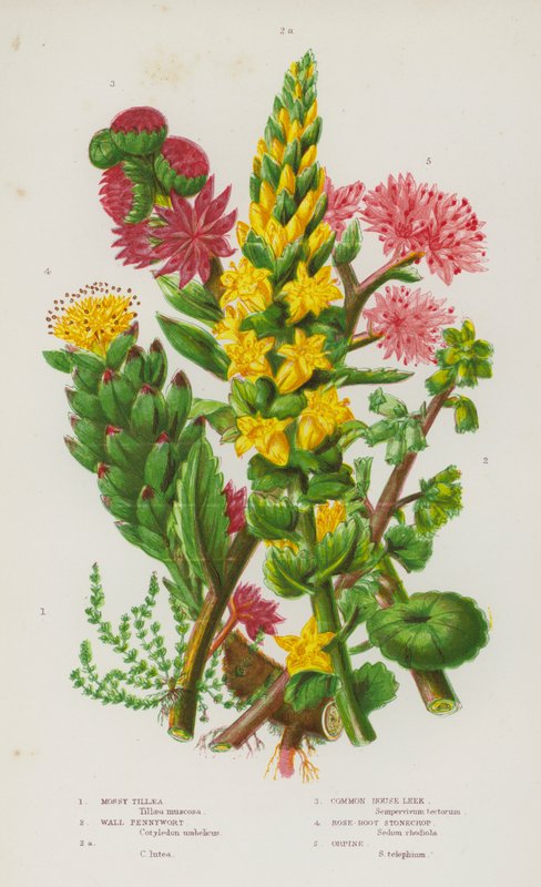 英国的开花植物：苔藓 Tillaea、Wall Pennywort、Wall Pennywort、Common House Leek、Rose-Root Stonecrop、Orpine（彩色石版画） 作者 英语学校