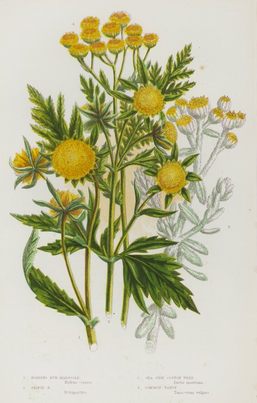 大不列颠的开花植物：点头伯万寿菊、三叶伯万寿菊、海边棉花草、普通三色堇（彩色石印本） 作者 英语学校