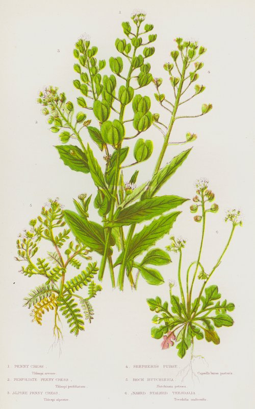 英国的开花植物：Penny Cress、Perfoliate Penny Cress、Alpine Penny Cress、Shepherd