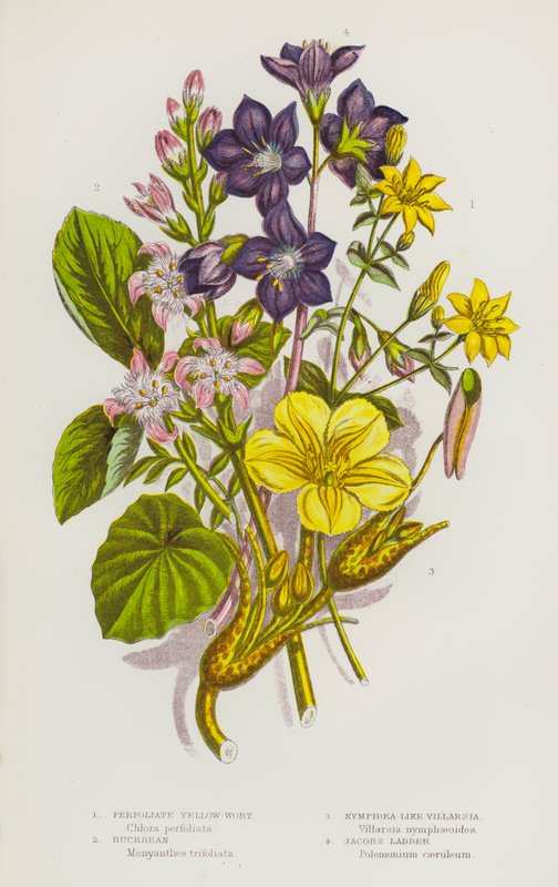 大不列颠的开花植物：Perfoliate Yellow-Wort、Buckbean、Nymphoea-Like Villarsia、Jacobs Ladder（彩色石印本） 作者 英语学校
