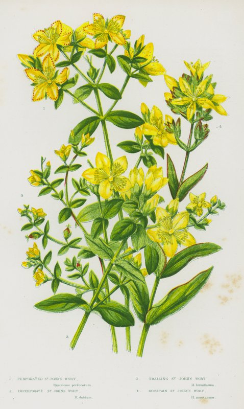 大不列颠的开花植物：有孔圣约翰草、无孔圣约翰草、蔓生圣约翰草、山地圣约翰草（彩色石印本） 作者 英语学校