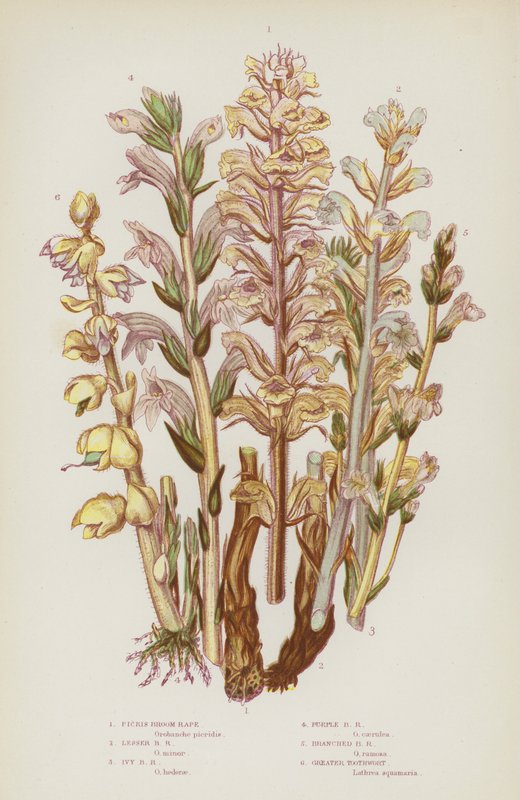 大不列颠的开花植物：帚状油菜、小帚状油菜、常春藤帚状油菜、紫帚状油菜、分枝帚状油菜、大牙鲆草（彩色石版） 作者 英语学校