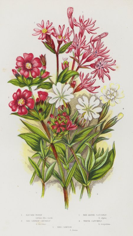 Flowering Plants of Great Britain: Ragged Robin, Red German Catchfly, Red Alpine Catchfly, White Catchfly, Red Campion (colour litho) 作者 英语学校