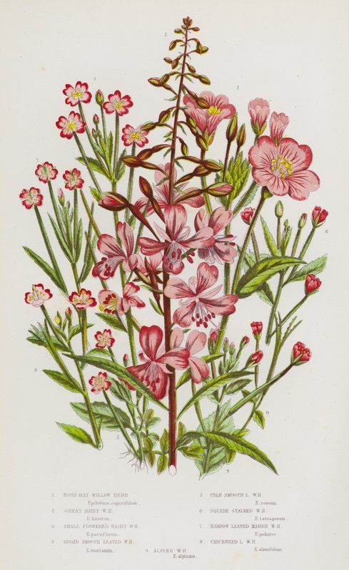 英国的开花植物：玫瑰湾柳草、大毛柳草、小花毛柳草、宽阔光滑叶柳草、淡光滑叶柳草、方茎柳草、窄叶沼泽柳草、繁缕草 作者 英语学校