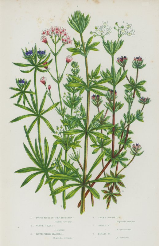 大不列颠的开花植物：粗果粟米床草、鹅草、蓝色田茜草、甜木茹、小木茹、田木茹（彩色石印本） 作者 英语学校