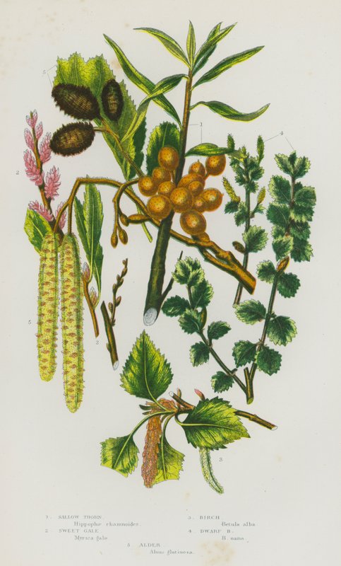 大不列颠的开花植物：黧黑刺、甜大风、桦树、矮桦树、桤木（彩色石版画） 作者 英语学校