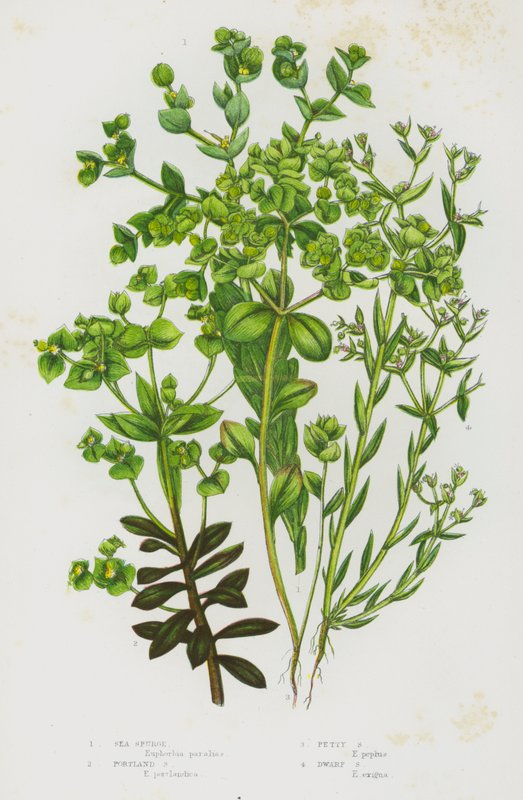 大不列颠的开花植物：海刺芹、波特兰刺芹、小刺芹、矮刺芹（彩色石印本） 作者 英语学校