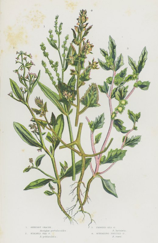 大不列颠的开花植物：灌木箭竹、茎生海箭竹、霜生海箭竹、展果海箭竹（彩色石印版） 作者 英语学校