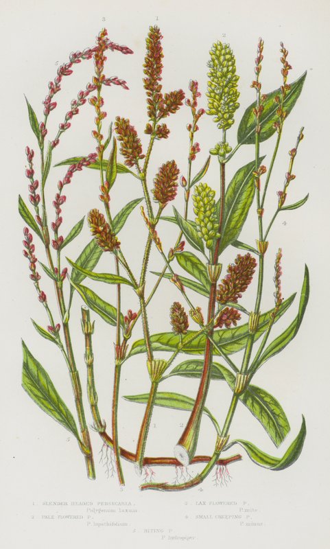 大不列颠开花植物：细头桃花心草、淡花桃花心草、松散花桃花心草、小蔓花桃花心草、刺心桃花心草（彩色石版画） 作者 英语学校