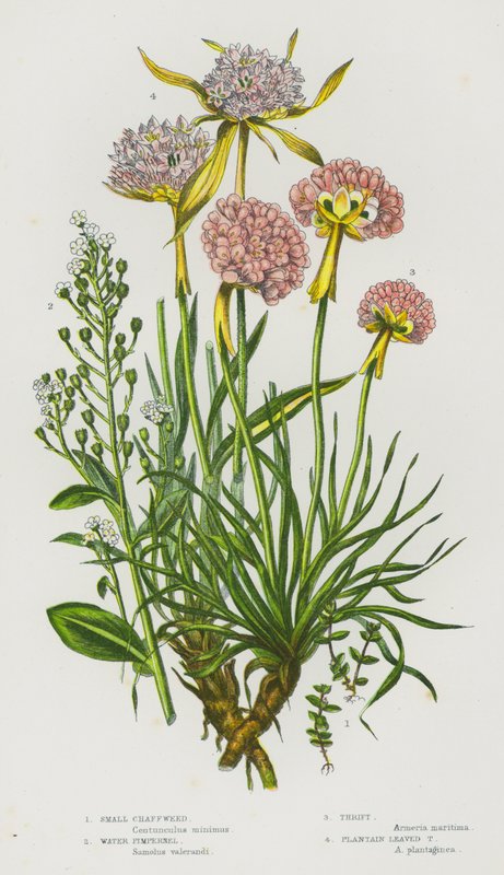 Tanaman Berbunga Britania Raya: Chaffweed Kecil, Pimpernel Air, Hemat, Hemat Berdaun Pisang (warna litho) 作者 英语学校