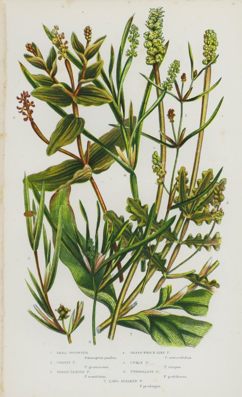 英国的开花植物：小杂草、禾草杂草、尖叶杂草、杂草状杂草、卷曲杂草、多叶杂草、长柄杂草（彩色石版画） 作者 英语学校