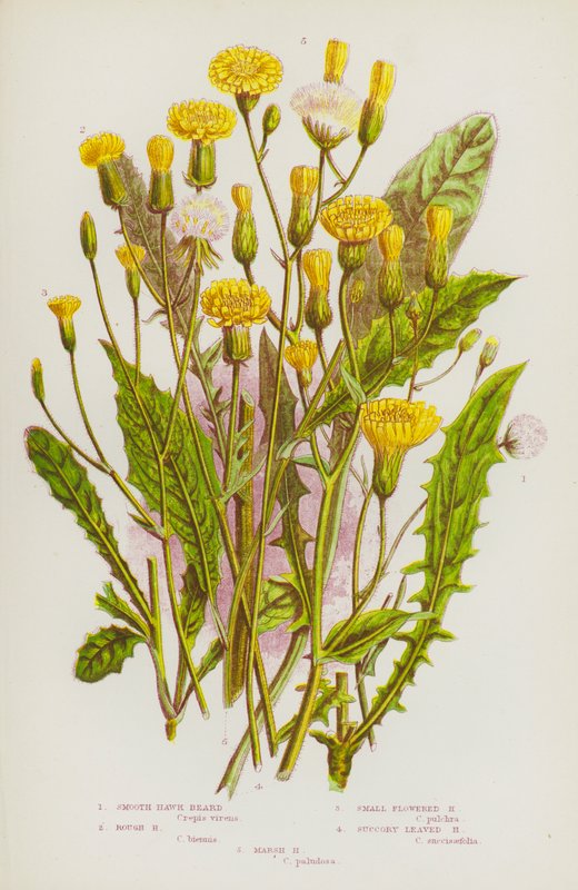 大不列颠的开花植物：光滑鹰须草、粗鹰须草、小花鹰须草、簇生叶鹰须草、沼泽鹰须草（彩色石印版） 作者 英语学校