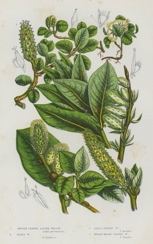 Flowering Plants of Great Britain: Smooth Leaved Alpine Willow, Least Willow, Apple Leaved Willow, Woolly Broad Leaved Willow (colour litho) 作者 英语学校