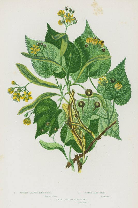 英国的开花植物：光叶椴树、普通椴树、大叶椴树（彩色石版画） 作者 英语学校
