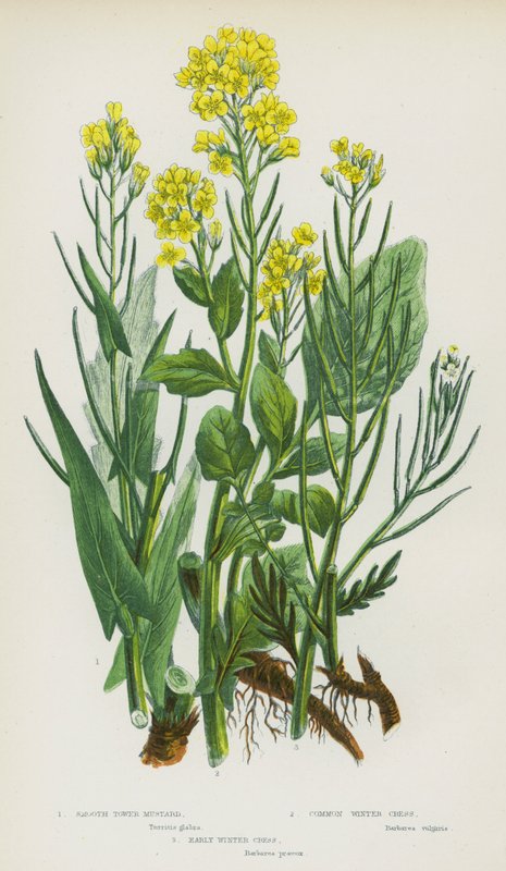 英国的开花植物：Smooth Tower Mustard、Common Winter Cress、Early Winter Cress (colourlitho) 作者 英语学校