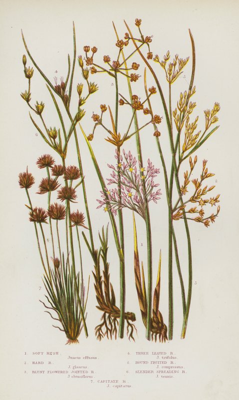 大不列颠的开花植物：软花序、硬花序、钝花节花序、三叶花序、圆果花序、细长花序、头状花序（彩色石版画） 作者 英语学校