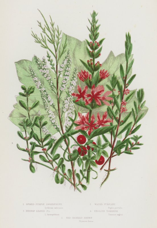 Flowering Plants of Great Britain: Spiked Purple Loosestrife, Hyssop Leaved Purple Loosestrife, Water Pursiane, English Tamarisk, Red Berried Briony (colour litho) 作者 英语学校