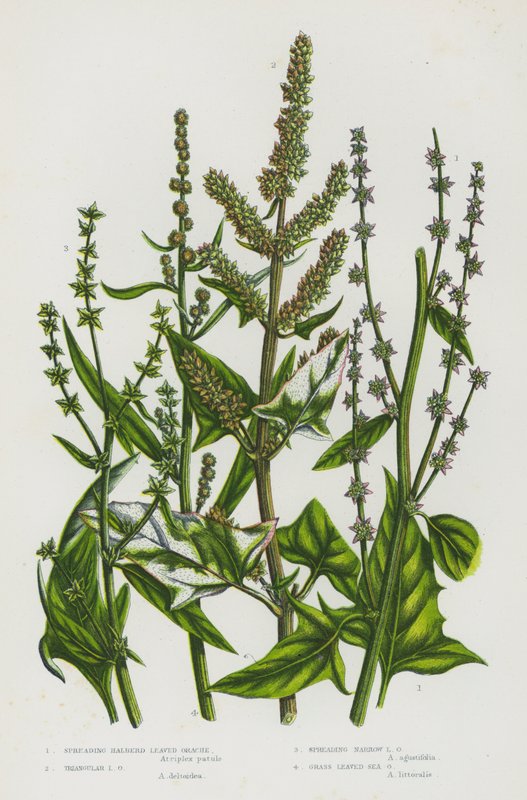 Flowering Plants of Great Britain: Spreading Halberd Leaved Orache, Triangular Leaved Orache, Spreading Narrow Orache, Grass Leaved Sea Orache (colour litho) 作者 英语学校