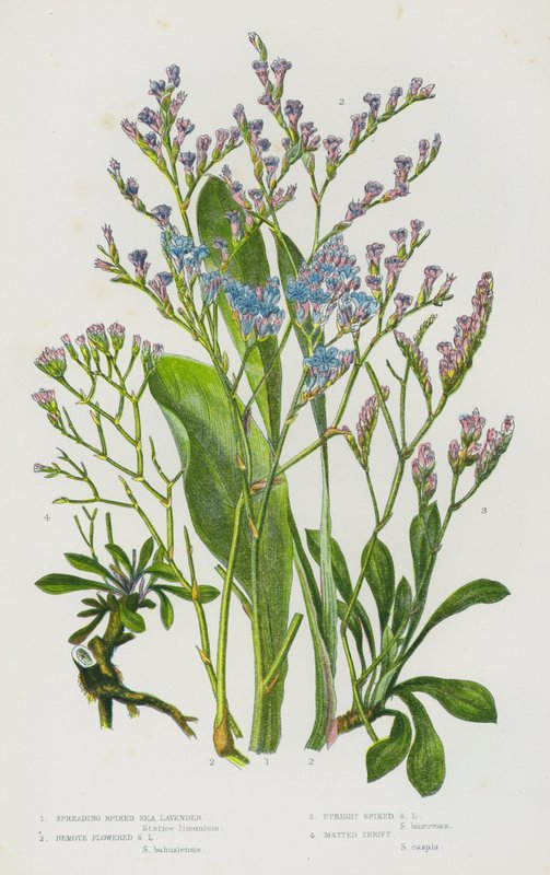 英国的开花植物：散播尖刺海薰衣草、偏远开花海薰衣草、直立尖刺海薰衣草、哑光节俭（彩色石版画） 作者 英语学校