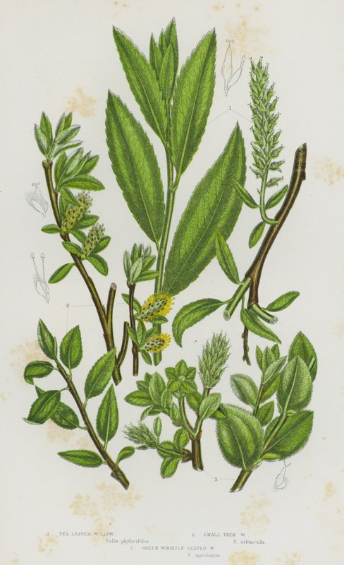 大不列颠的开花植物。茶叶柳、小树柳、绿胡桃叶柳（彩色平印）。 作者 英语学校