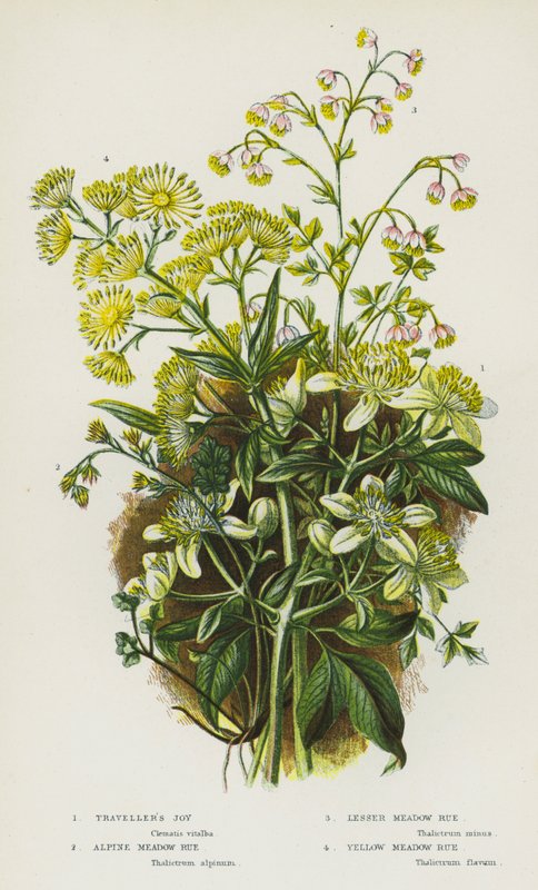 英国的开花植物：Traveler