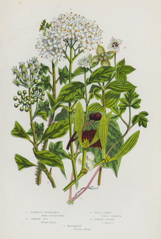 大不列颠的开花植物：Tuberous Moschatell、普通常春藤、野生山茱萸、矮山茱萸、槲寄生（彩色印刷版） 作者 英语学校